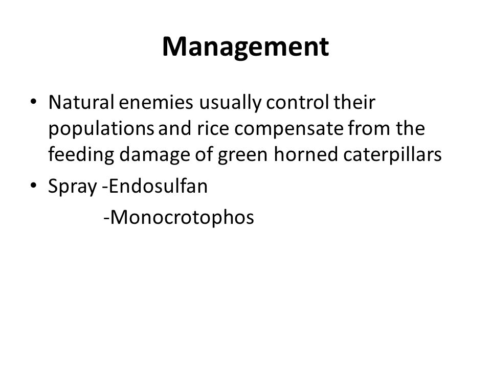 Management Natural enemies usually control their populations and rice compensate from the feeding damage of green horned caterpillars.