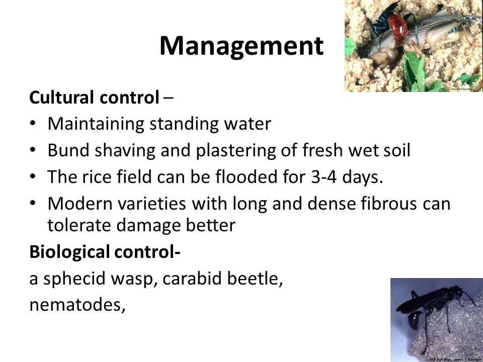 Management Cultural control – Maintaining standing water