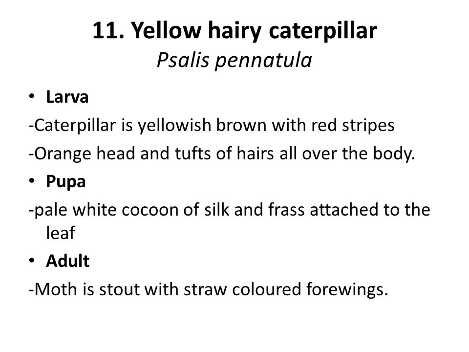11. Yellow hairy caterpillar Psalis pennatula