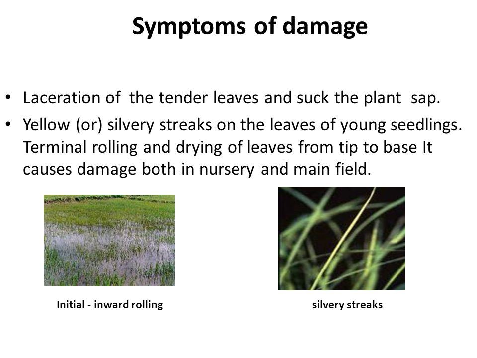 Symptoms of damage Laceration of the tender leaves and suck the plant sap.