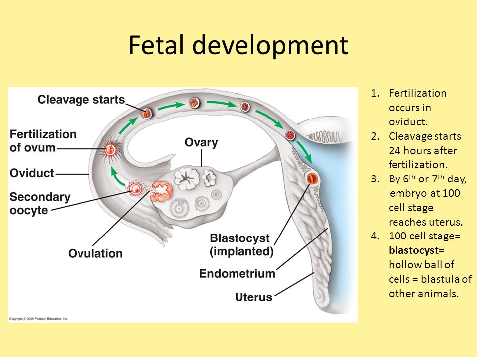 Fertilization Fertilization Union Of 2 Parent Cells Ppt Download Fertilization Fertilization Union Of 2 Parent Cells Ppt Download