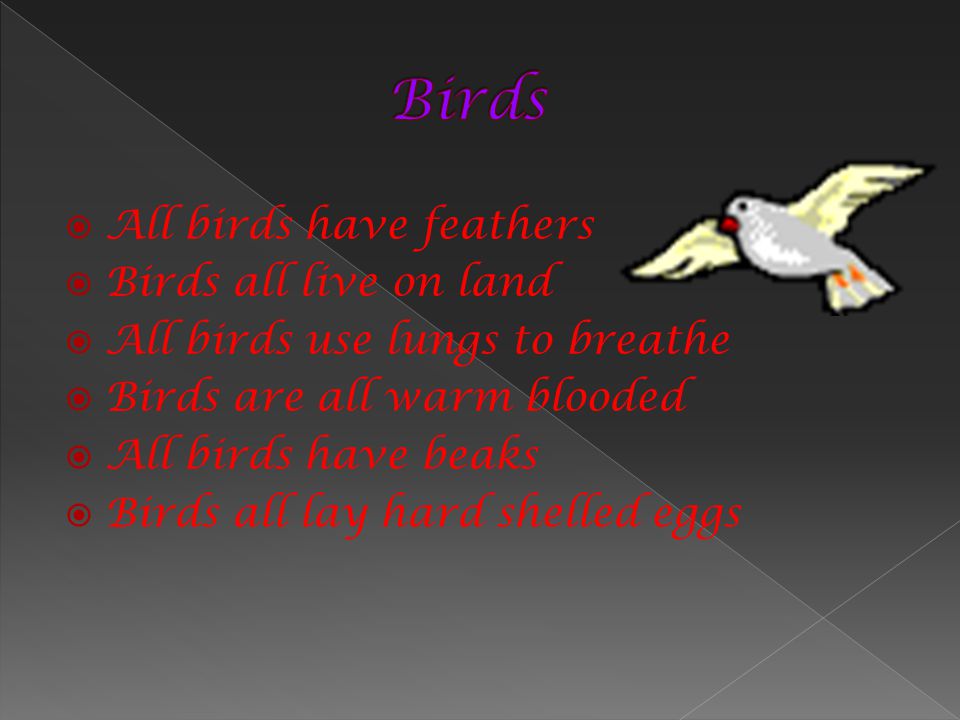 Birds All birds have feathers Birds all live on land