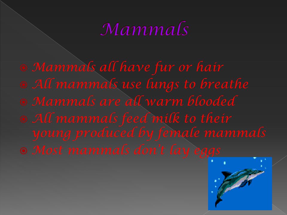 Mammals Mammals all have fur or hair All mammals use lungs to breathe