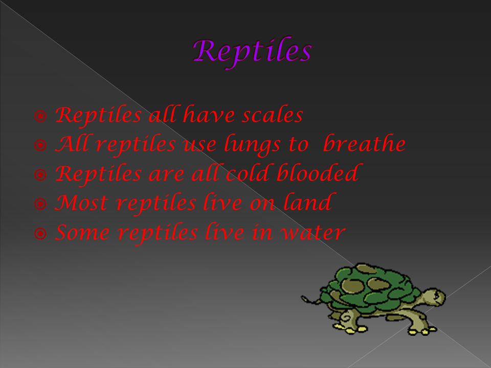 Reptiles Reptiles all have scales All reptiles use lungs to breathe