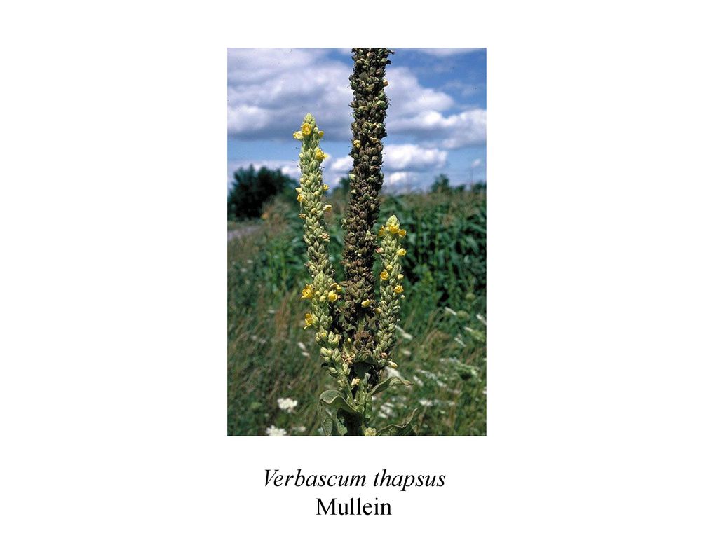 Verbascum thapsus Mullein