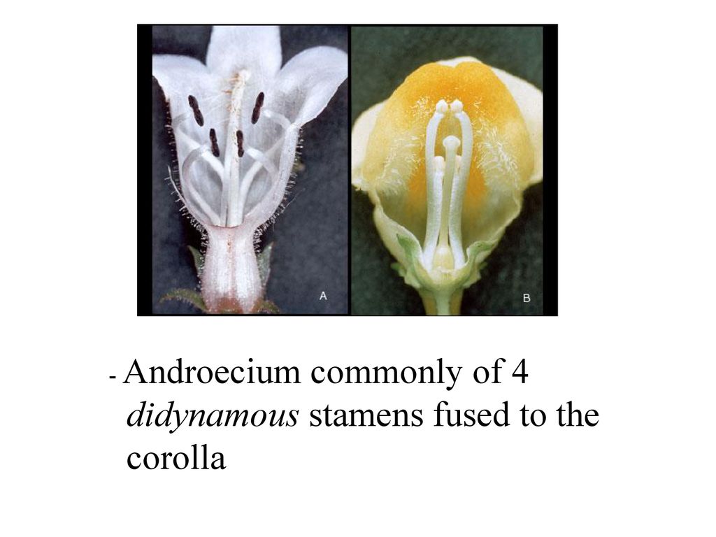 didynamous stamens fused to the corolla