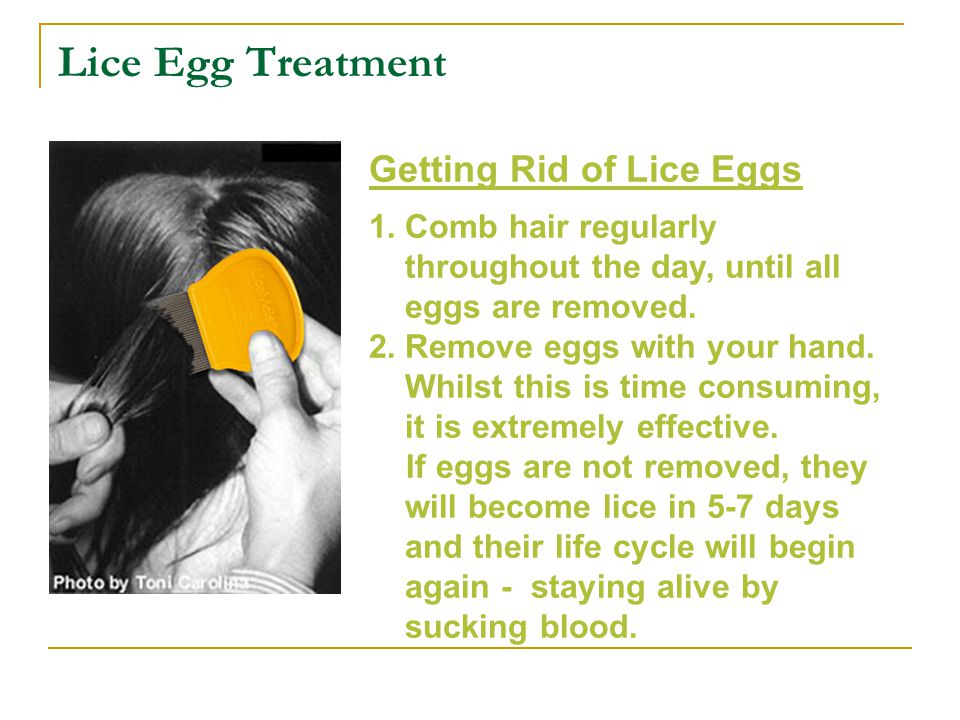 Lice Egg Treatment Getting Rid of Lice Eggs
