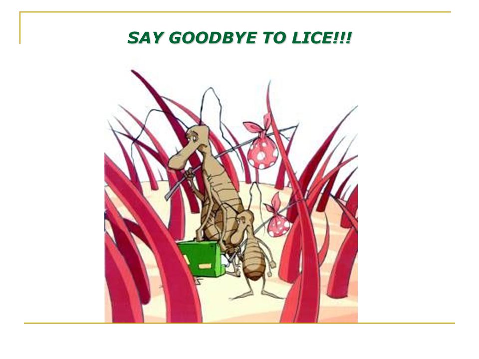 SAY GOODBYE TO LICE!!!