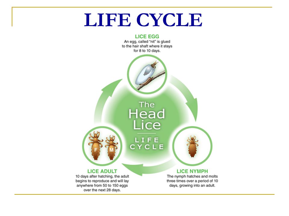 LIFE CYCLE