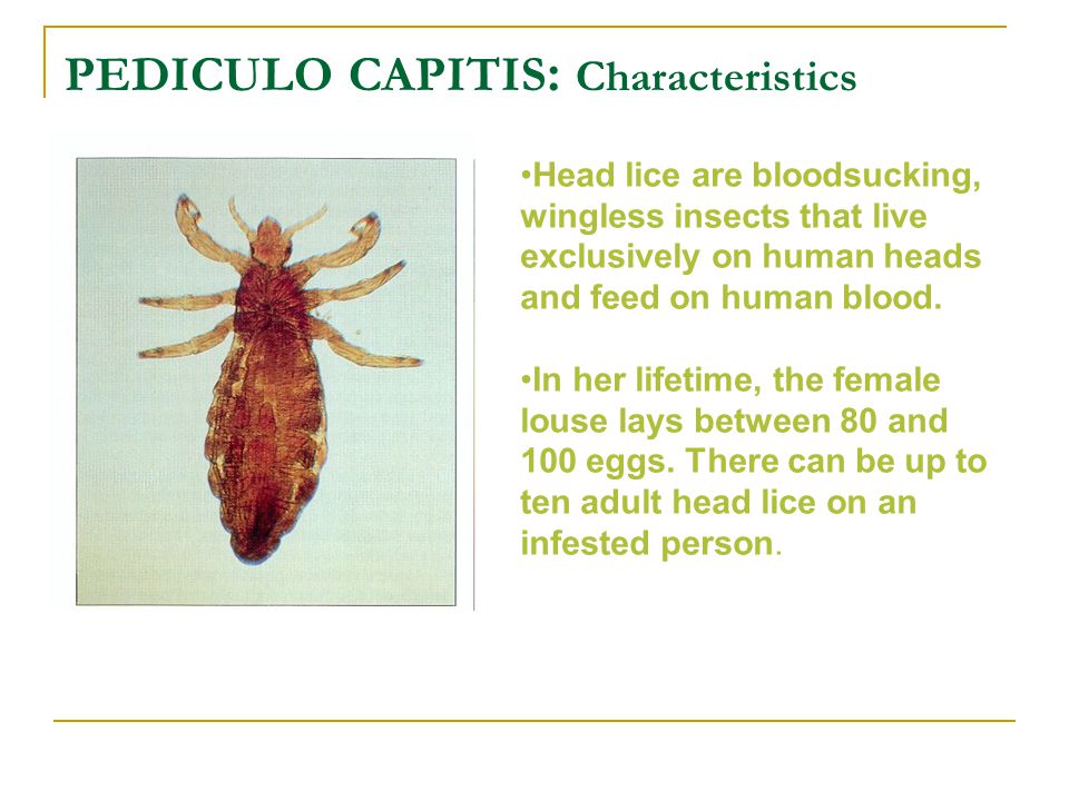 PEDICULO CAPITIS: Characteristics