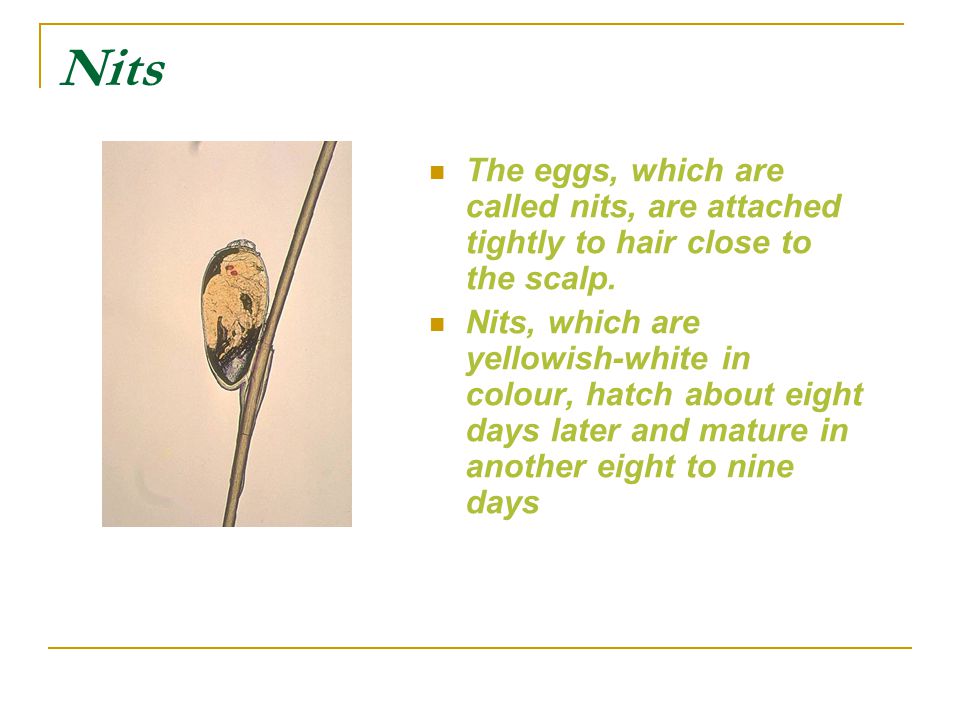Nits The eggs, which are called nits, are attached tightly to hair close to the scalp.