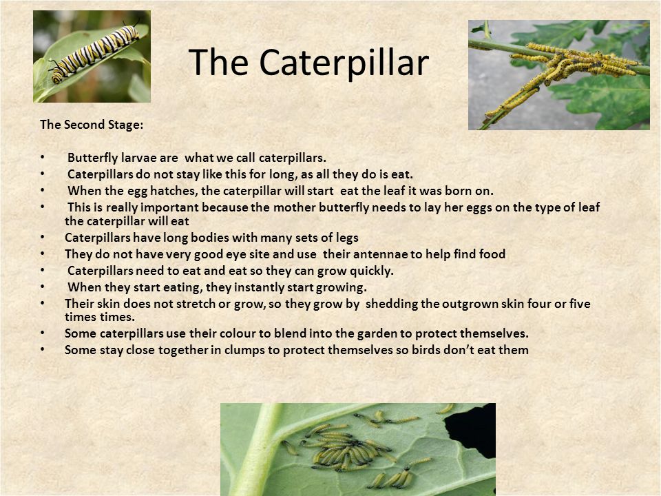 The Caterpillar The Second Stage: