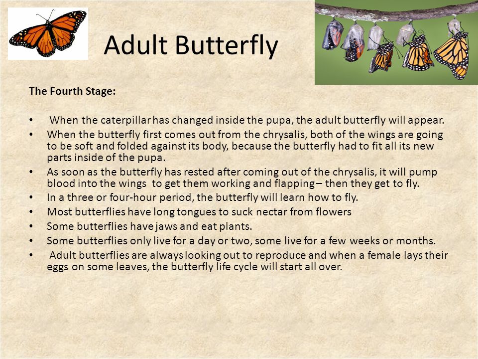 Adult Butterfly The Fourth Stage: