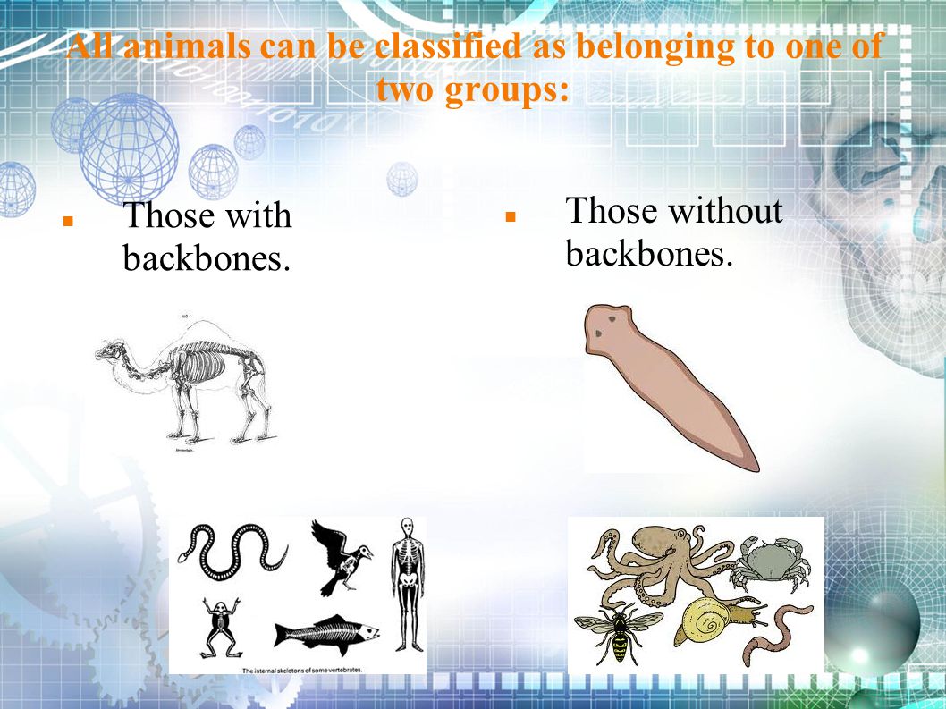 All animals can be classified as belonging to one of two groups:
