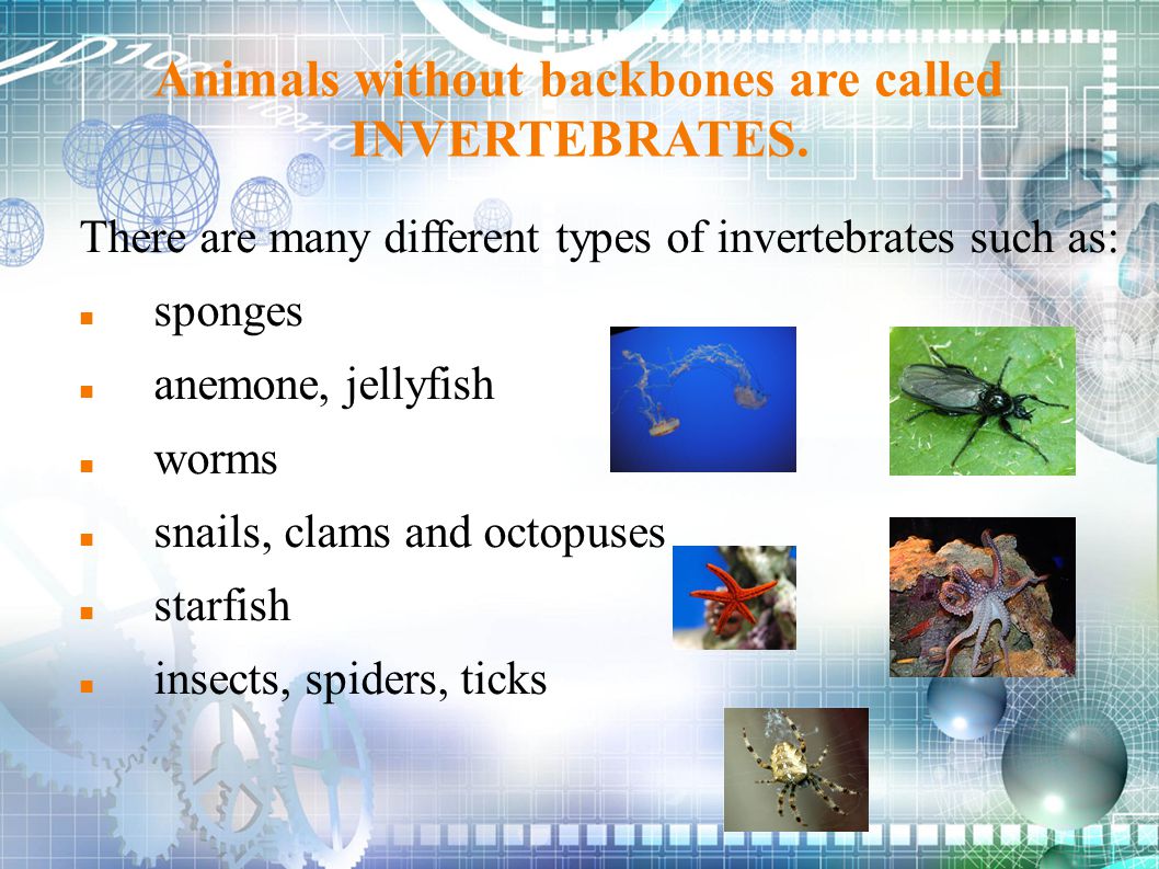 Animals without backbones are called INVERTEBRATES.