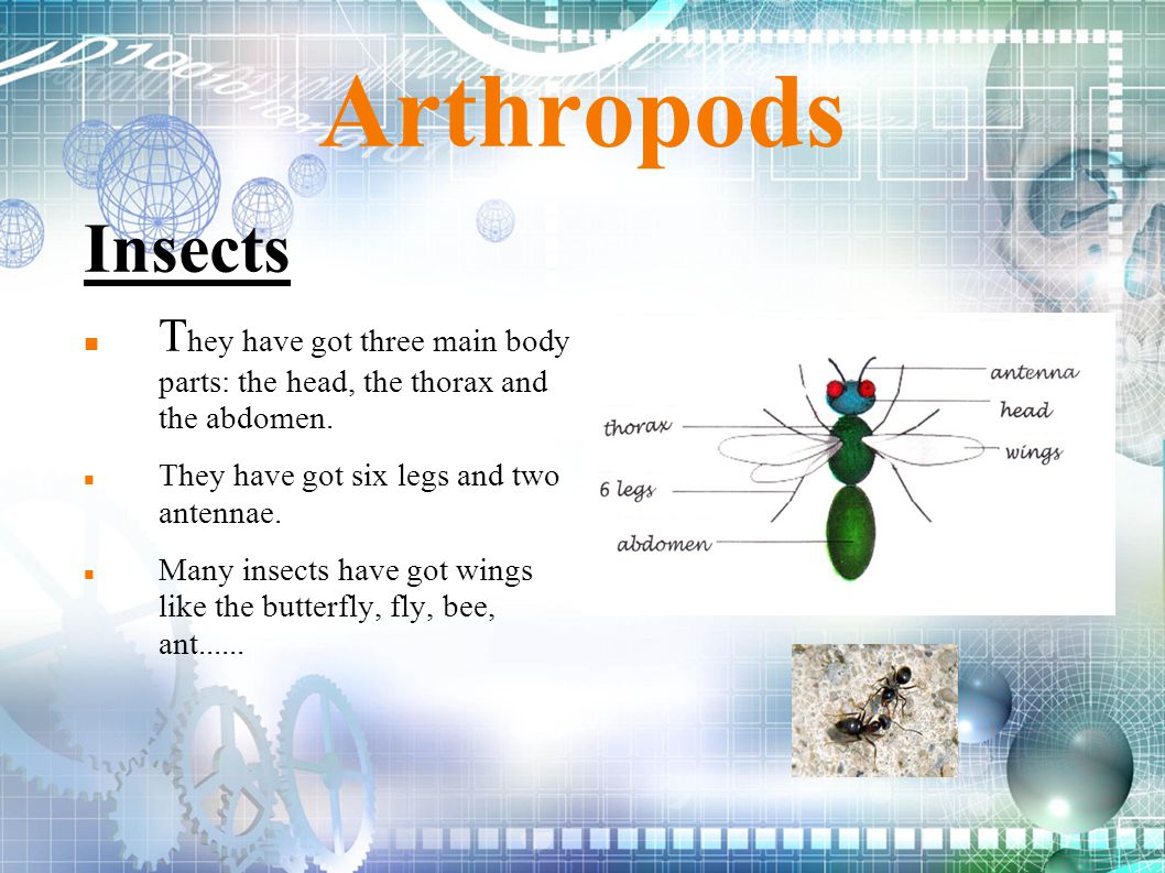 Arthropods Insects. They have got three main body parts: the head, the thorax and the abdomen. They have got six legs and two antennae.