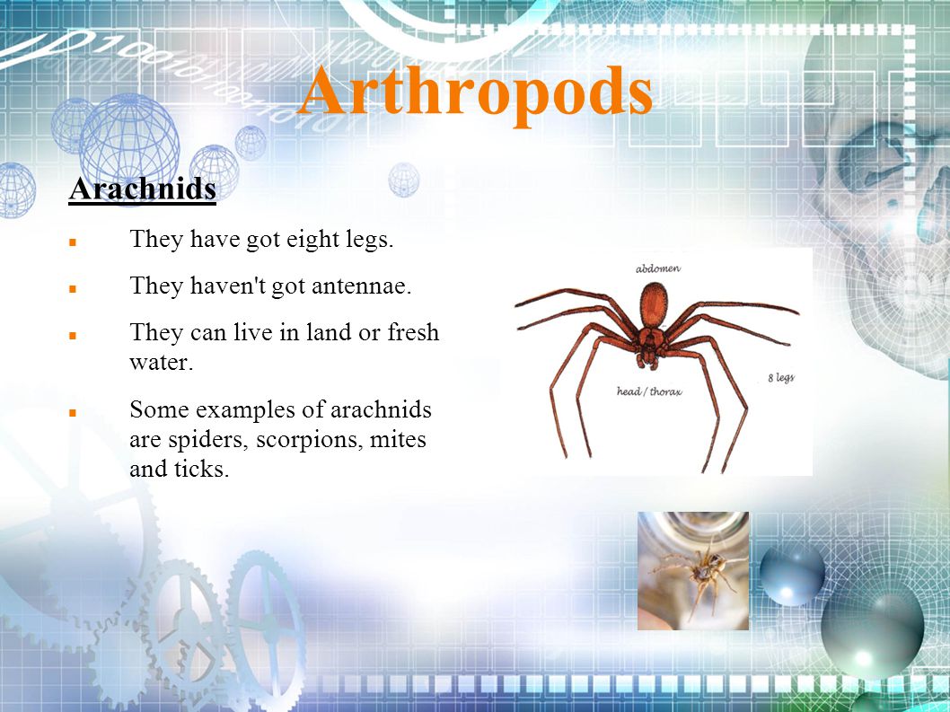 Arthropods Arachnids They have got eight legs.