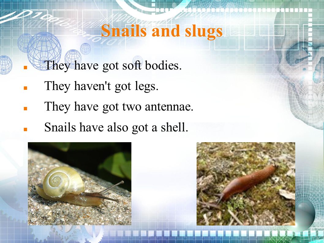 Snails and slugs They have got soft bodies. They haven t got legs.