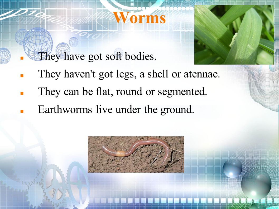 Worms They have got soft bodies.