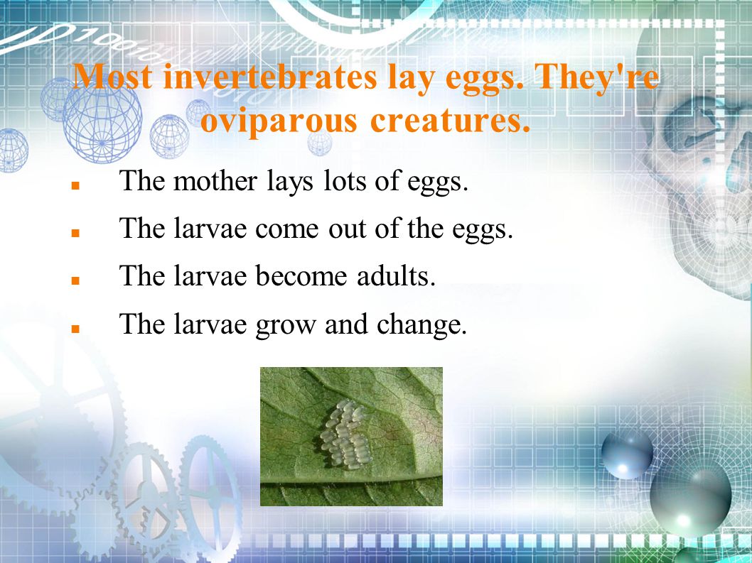 Most invertebrates lay eggs. They re oviparous creatures.