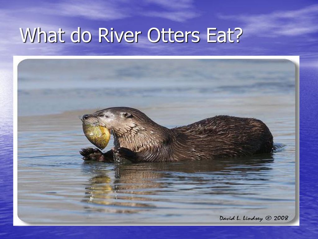 What factors affect the survival of river otters? Biology Diagrams