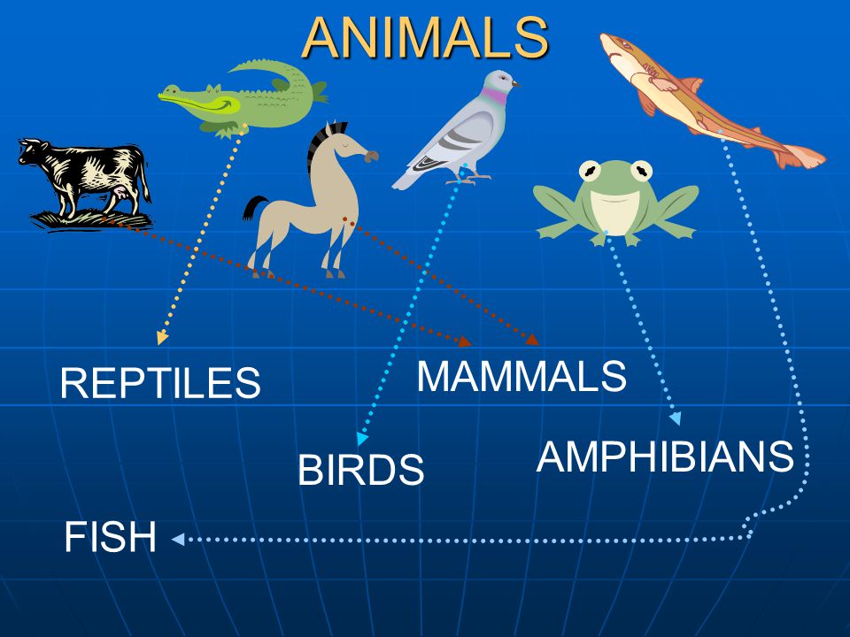 ANIMALS MAMMALS REPTILES AMPHIBIANS BIRDS FISH