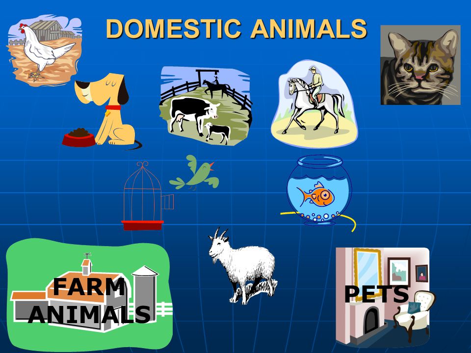 DOMESTIC ANIMALS FARM ANIMALS PETS