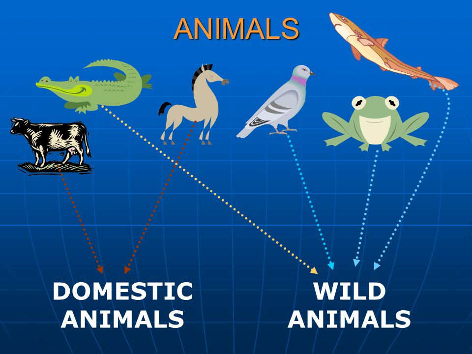 ANIMALS DOMESTIC ANIMALS WILD ANIMALS