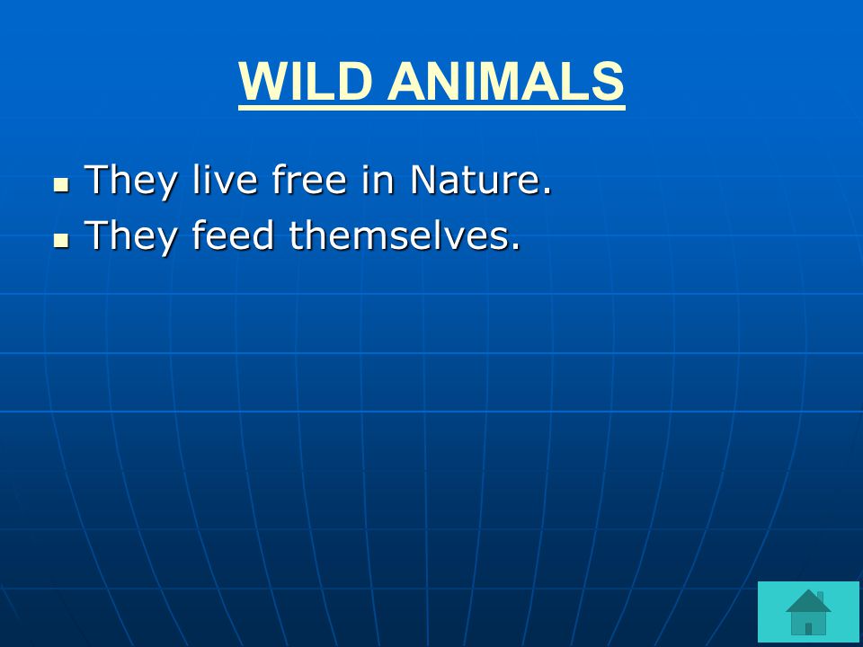 WILD ANIMALS They live free in Nature. They feed themselves.