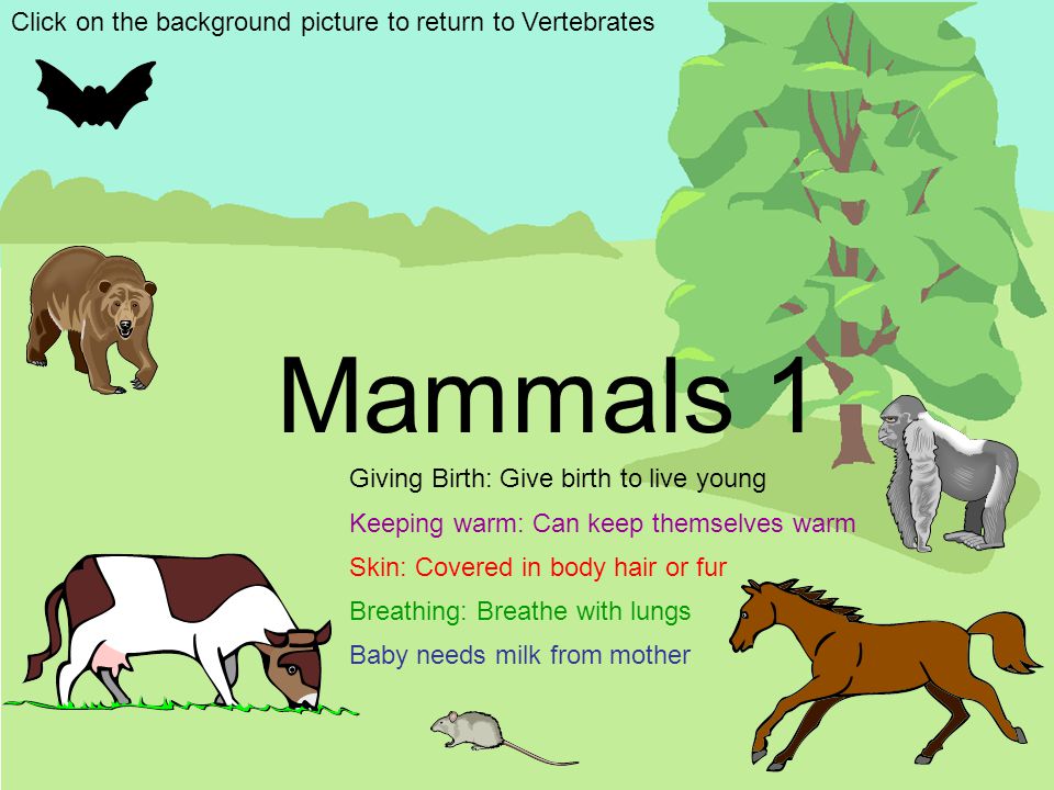Mammals 1 Click on the background picture to return to Vertebrates