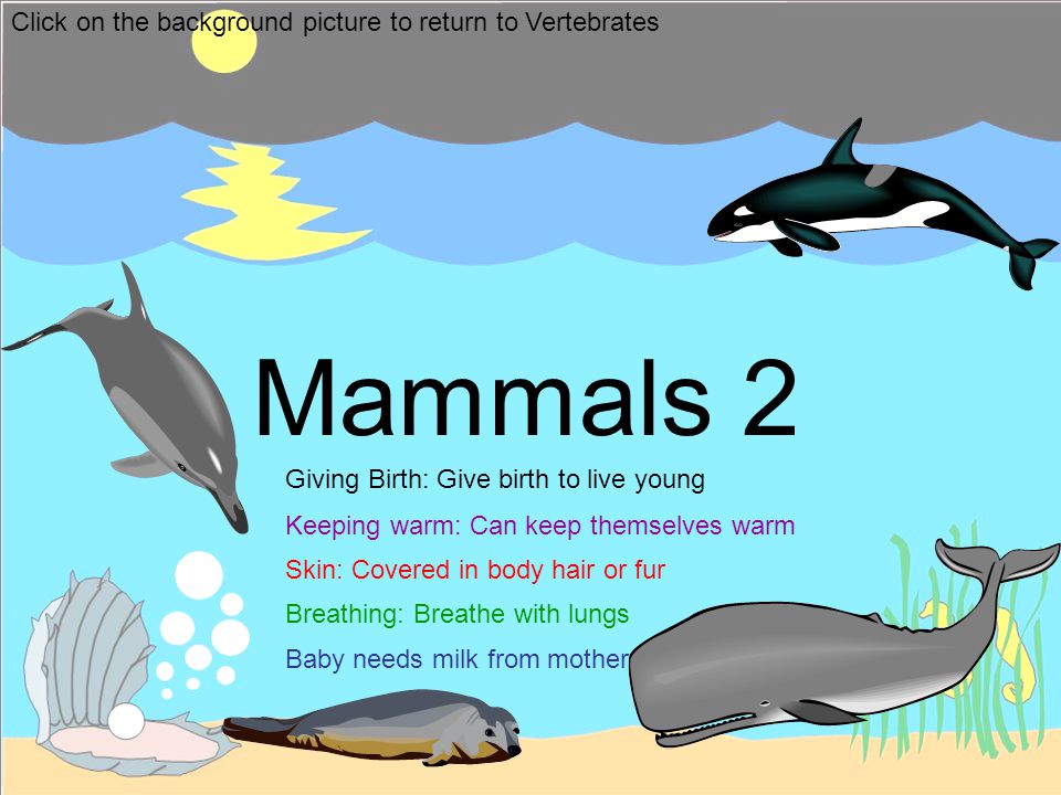 Mammals 2 Click on the background picture to return to Vertebrates