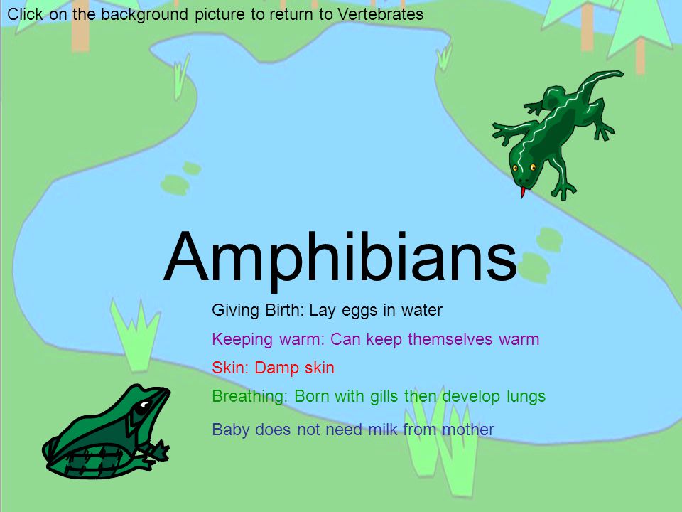 Amphibians Click on the background picture to return to Vertebrates