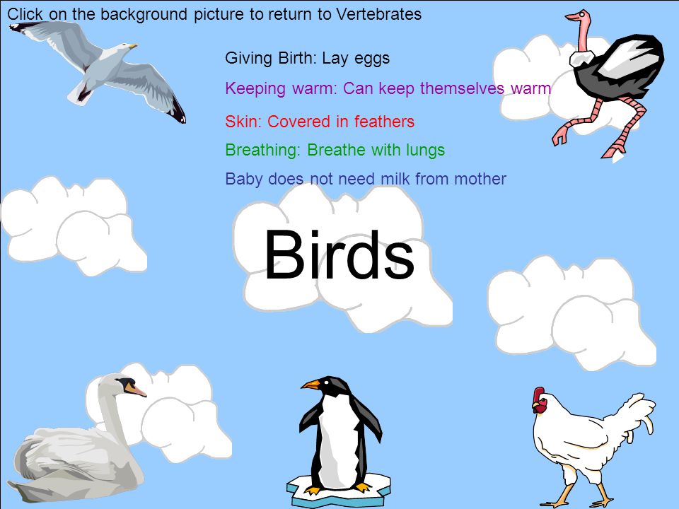 Birds Click on the background picture to return to Vertebrates
