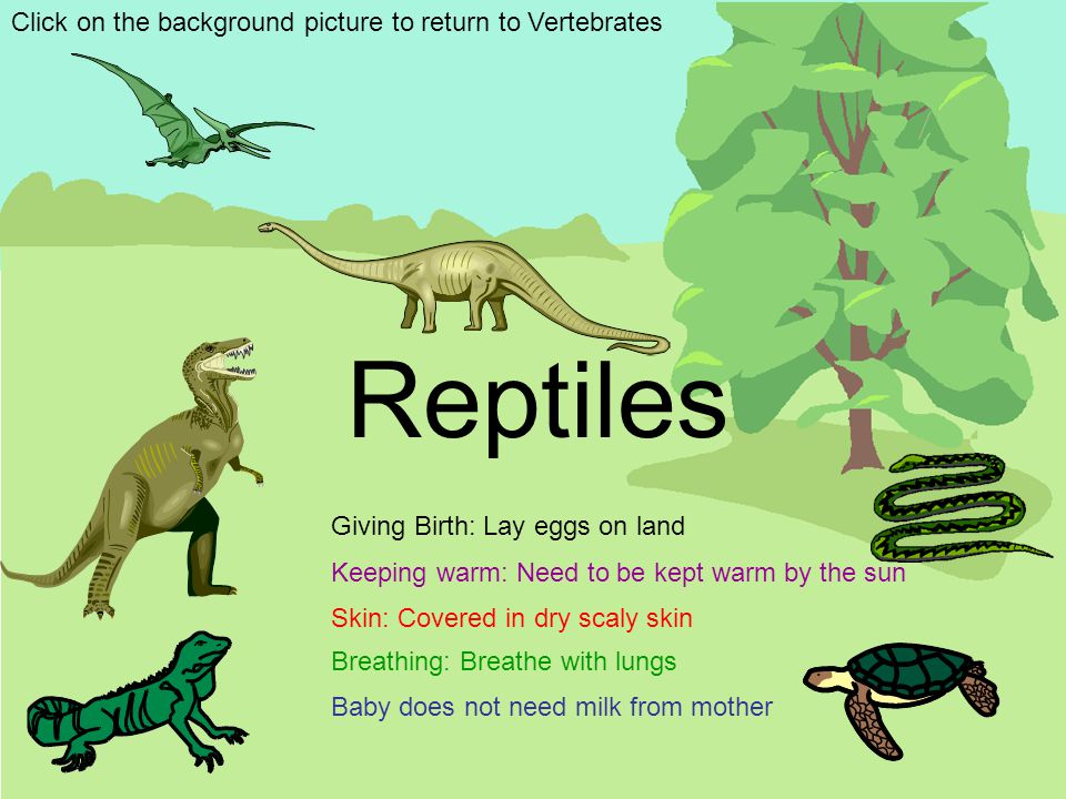 Reptiles Click on the background picture to return to Vertebrates