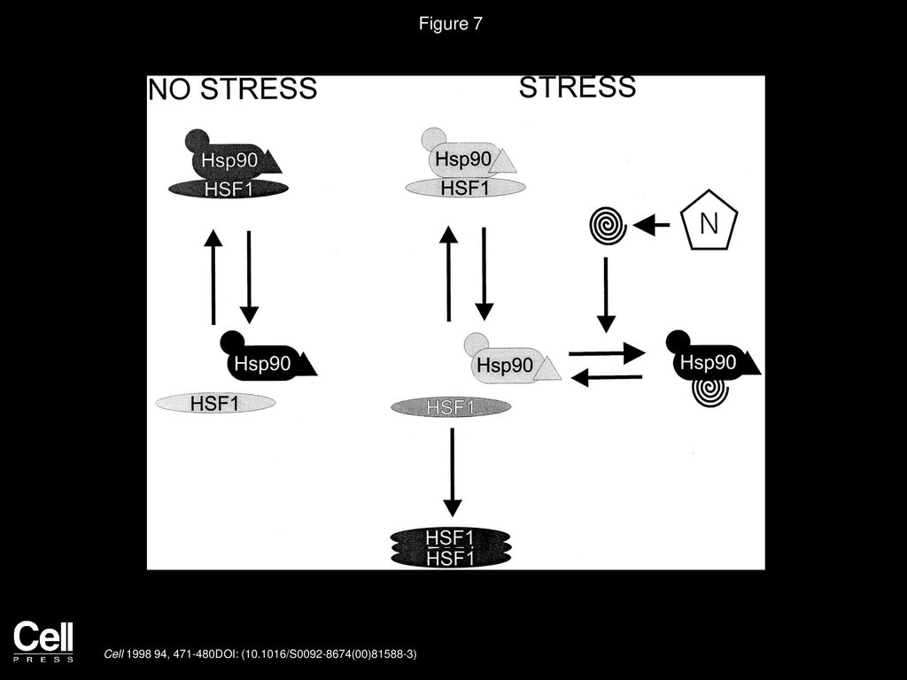 Volume 94, Issue 4, Pages (August 1998) - ppt download