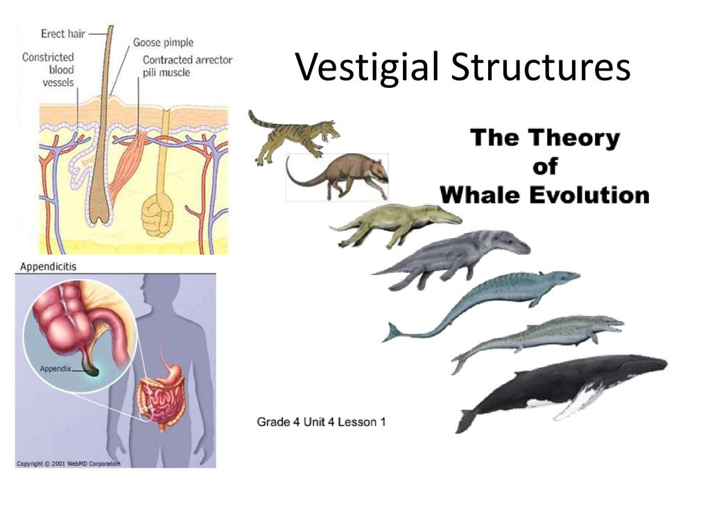 Vestigial Structures