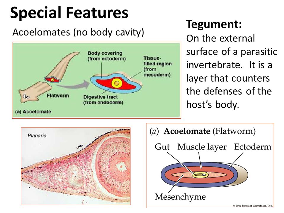 Mikrobiologia Syncytial tegument platyhelminthes Tegument platyhelminthes
