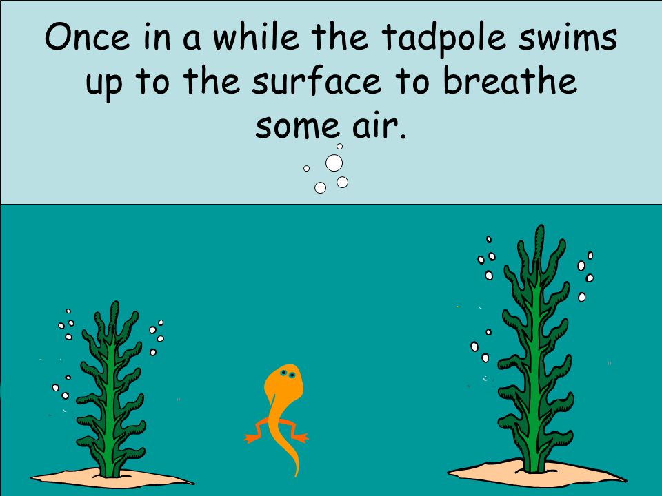 Once in a while the tadpole swims up to the surface to breathe some air.