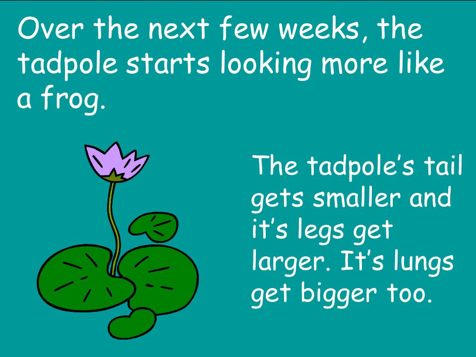 Over the next few weeks, the tadpole starts looking more like a frog.