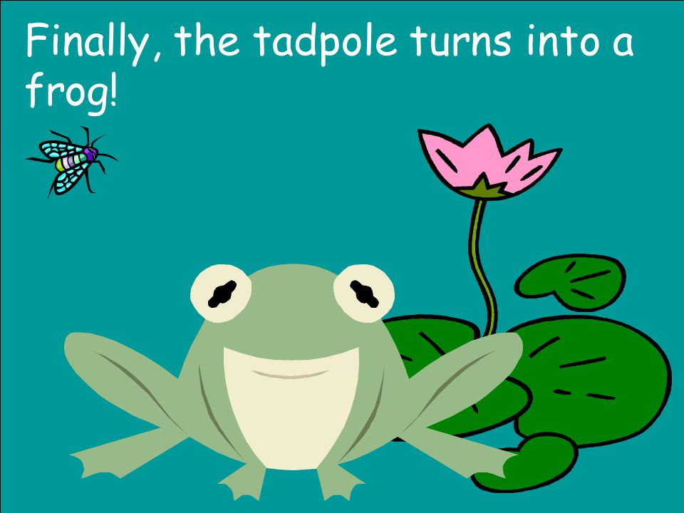 Finally, the tadpole turns into a frog!