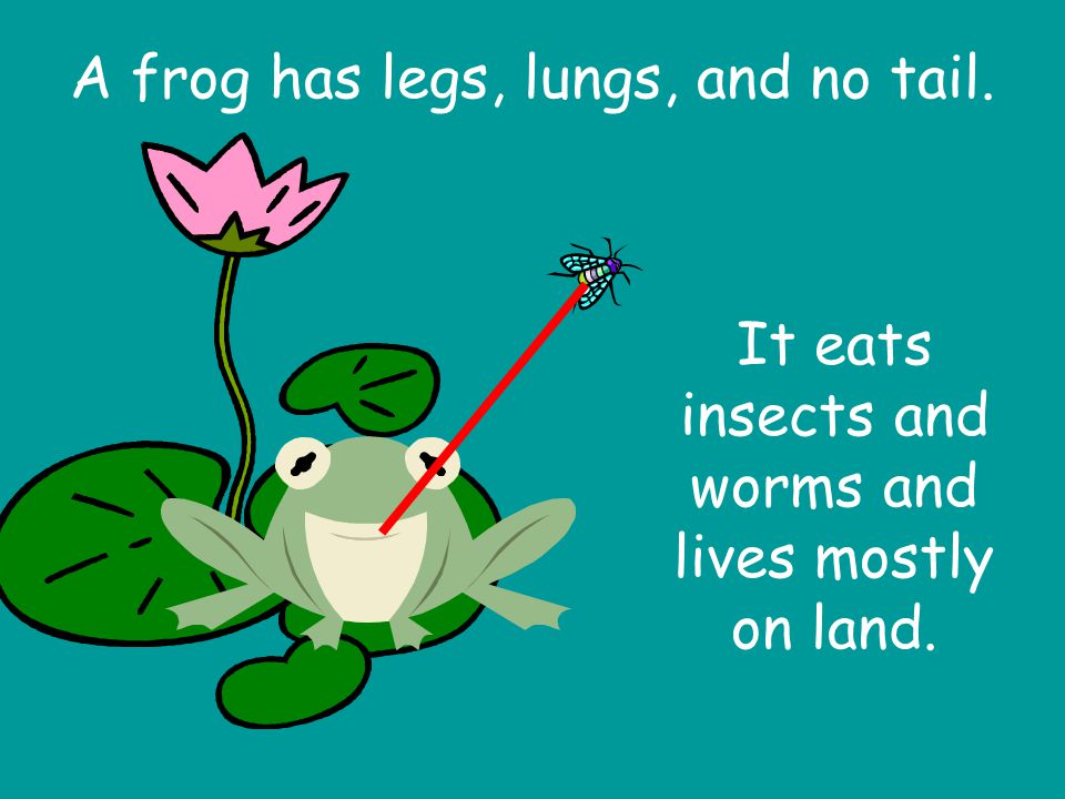 A frog has legs, lungs, and no tail.