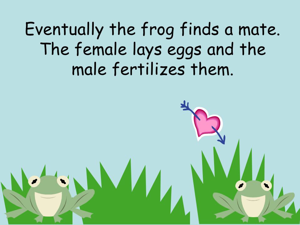 Eventually the frog finds a mate