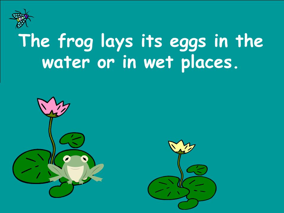 The frog lays its eggs in the water or in wet places.