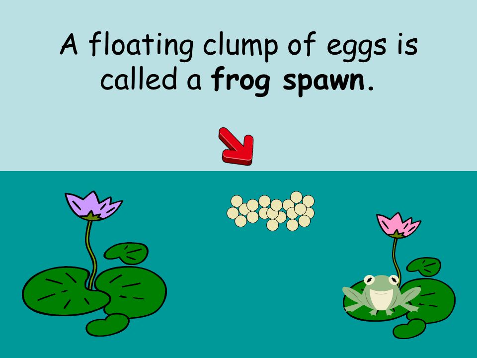 A floating clump of eggs is called a frog spawn.
