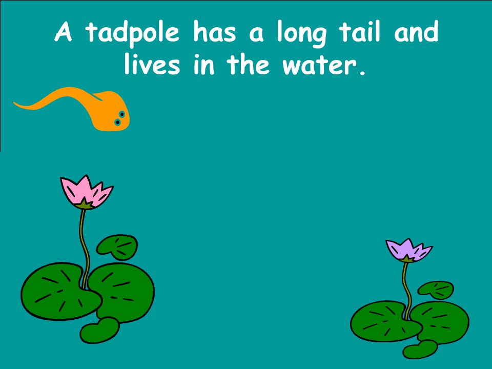 A tadpole has a long tail and lives in the water.