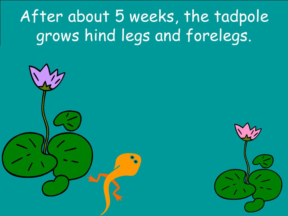 After about 5 weeks, the tadpole grows hind legs and forelegs.