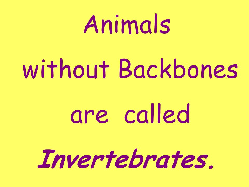 Vertebrates and Invertebrates. - ppt video online download