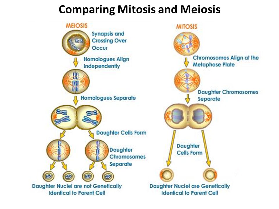 Comparing Mitosis and Meiosis.