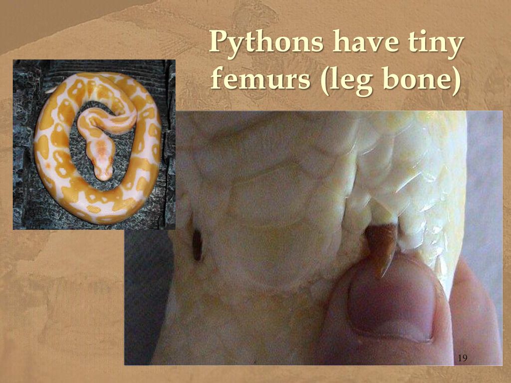 Evidence for Evolution - ppt download