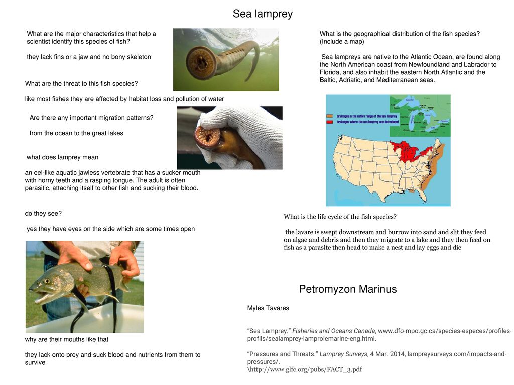 Diadromous Fishes and Their Importance - ppt download